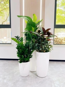 体验慈溪盆景租摆设计，邂逅自然之境